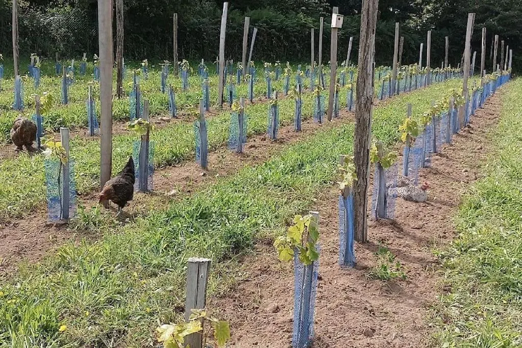 Sous Le Grand Chene, Gite A La Ferme, Finistere Pouldergat 0*,  Franciaország