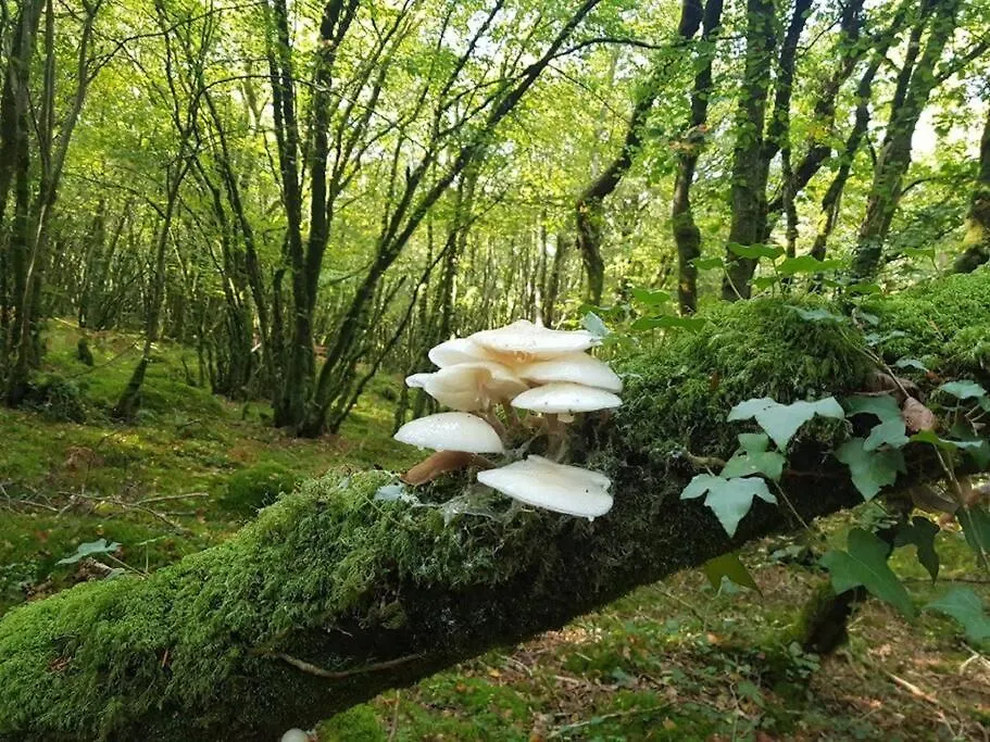 Sous Le Grand Chene, Gite A La Ferme, Finistere Pouldergat Nyaraló